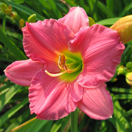 Woodside Romance Daylily from Oakes Daylilies