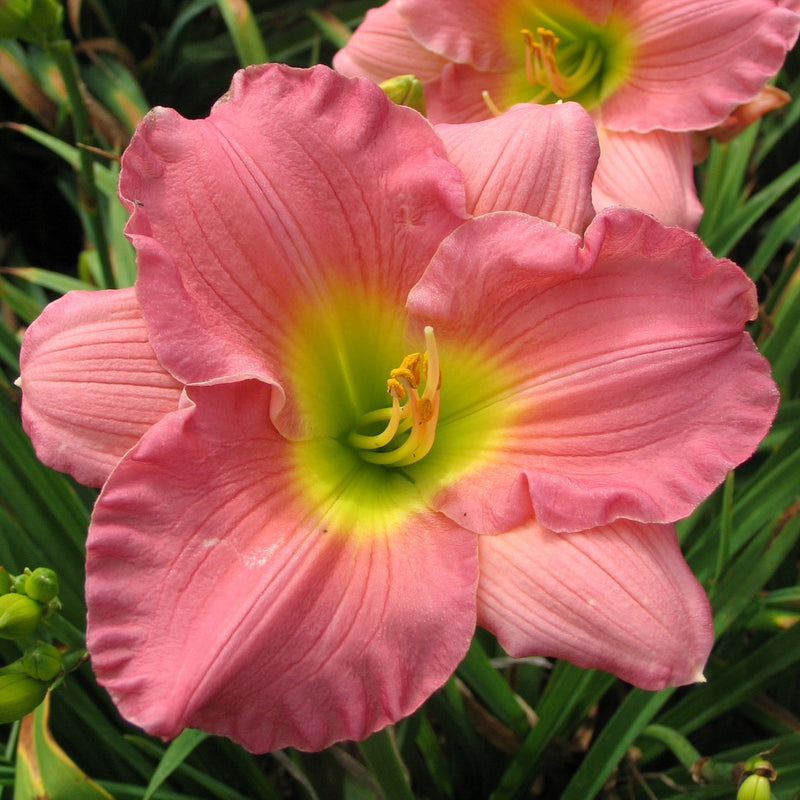 Woodside Romance Daylily from Oakes Daylilies