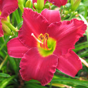Woodside Ruby Daylily from Oakes Daylilies