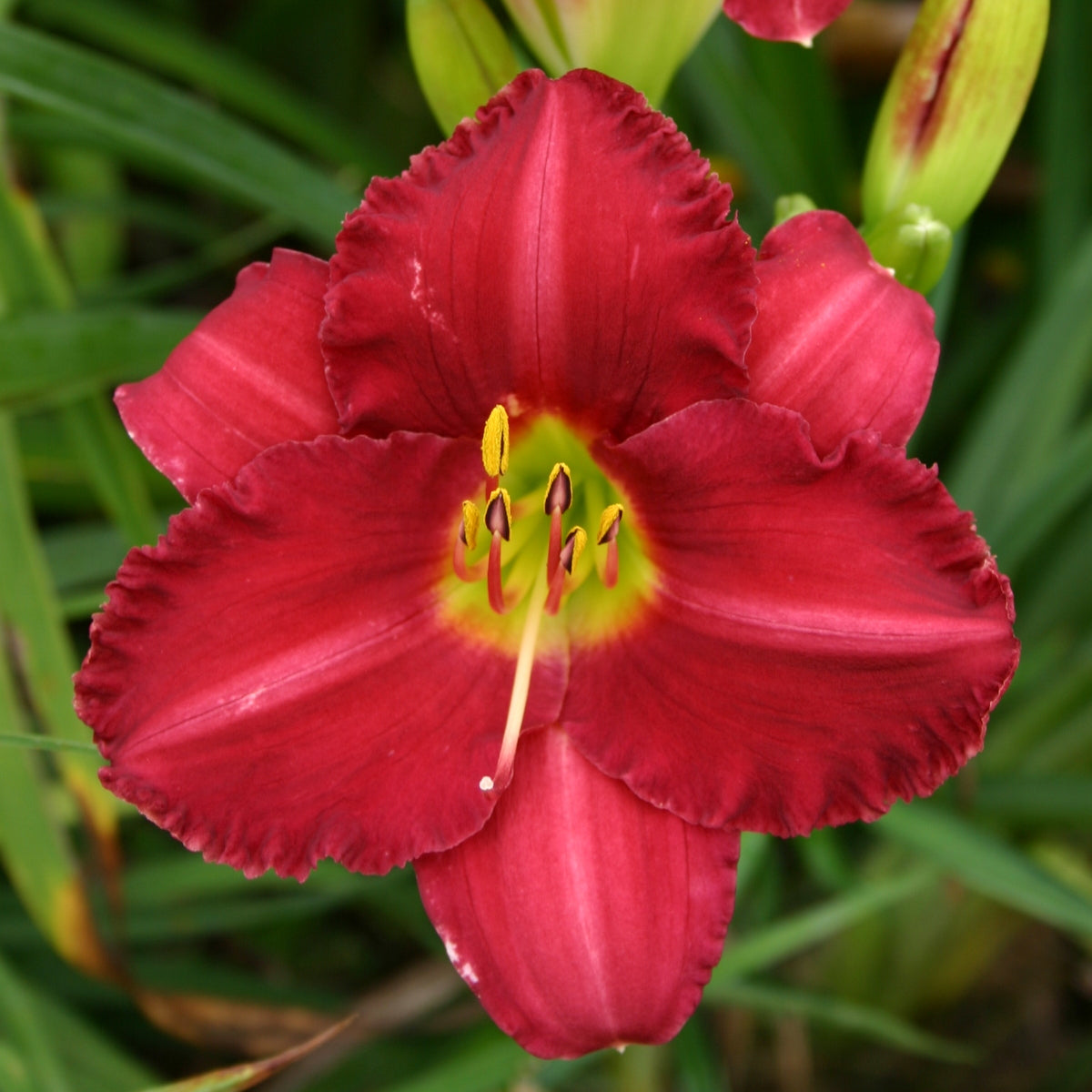 Woodside Ruby Daylily | Color-Fast Red | Oakes Daylilies