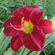 Woodside Ruby Daylily from Oakes Daylilies
