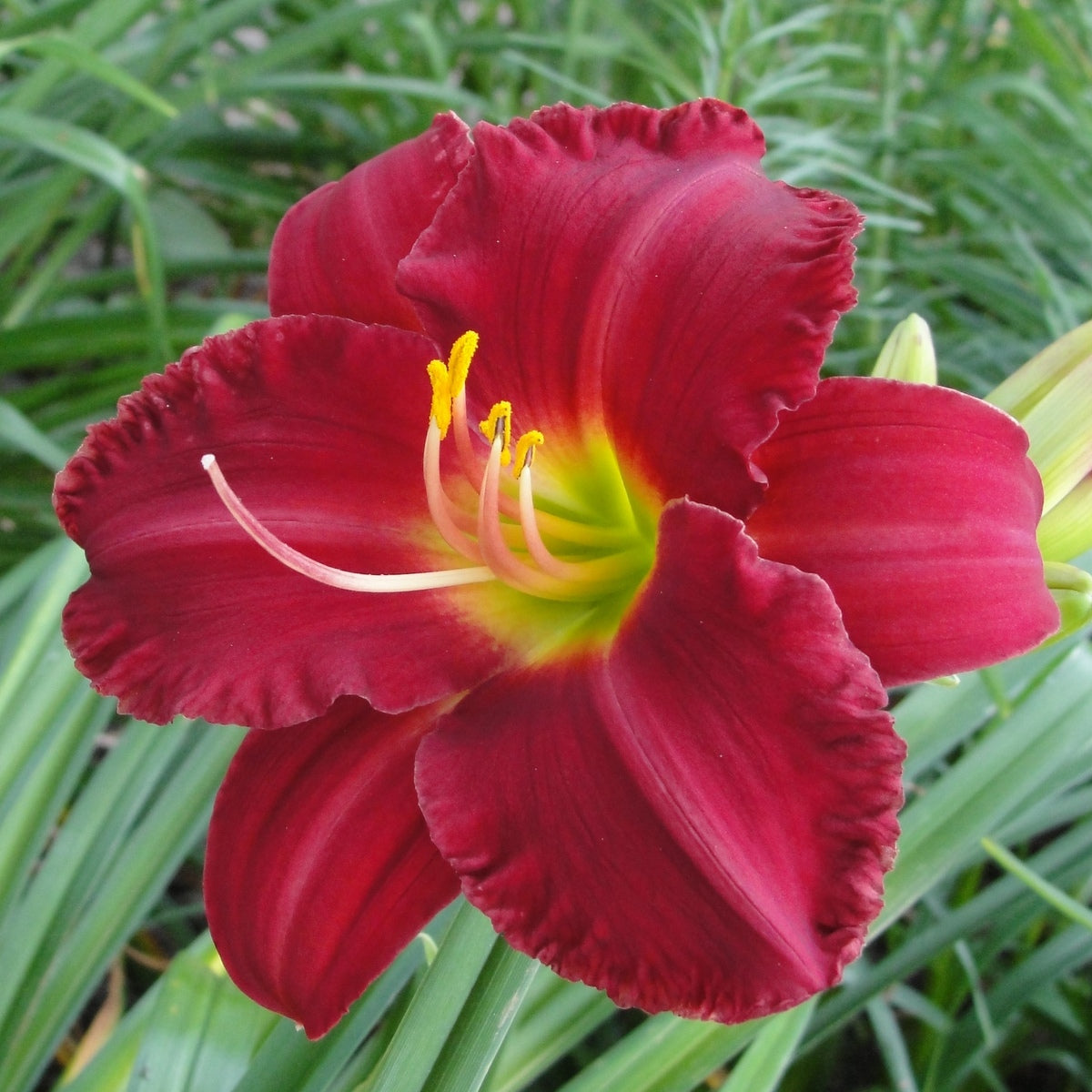 Woodside Ruby Daylily | Color-Fast Red | Oakes Daylilies