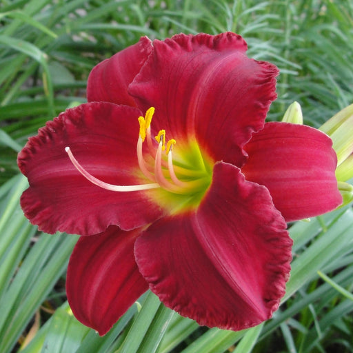 Woodside Ruby Daylily from Oakes Daylilies