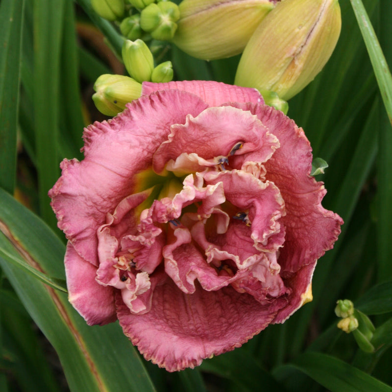 Word of Honor Daylily from Oakes Daylilies
