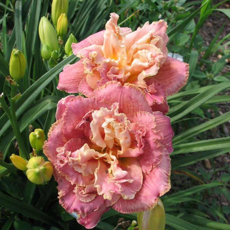 Word of Honor Daylily from Oakes Daylilies