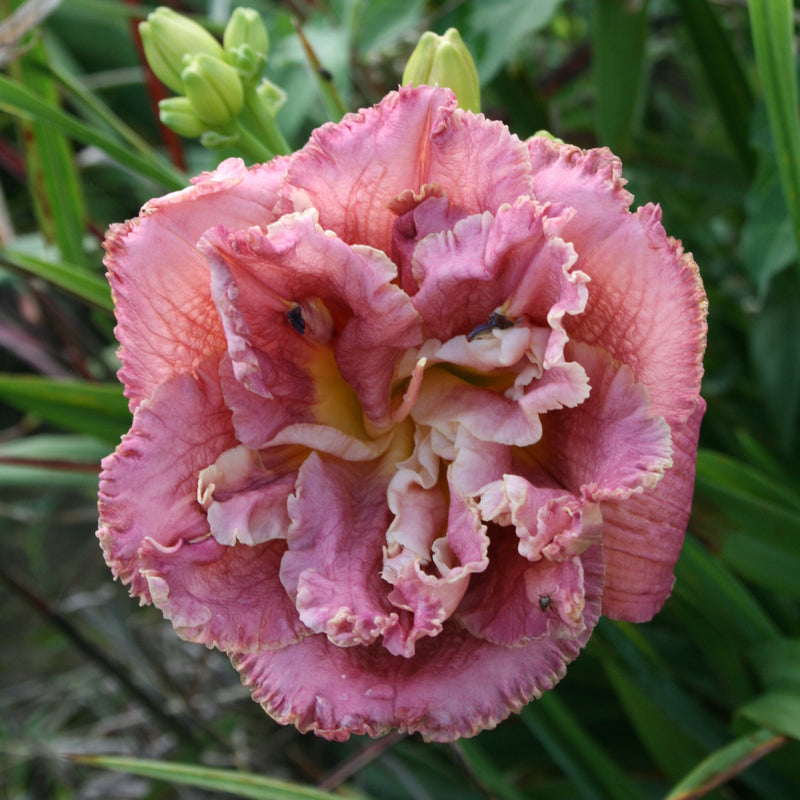 Word of Honor Daylily from Oakes Daylilies
