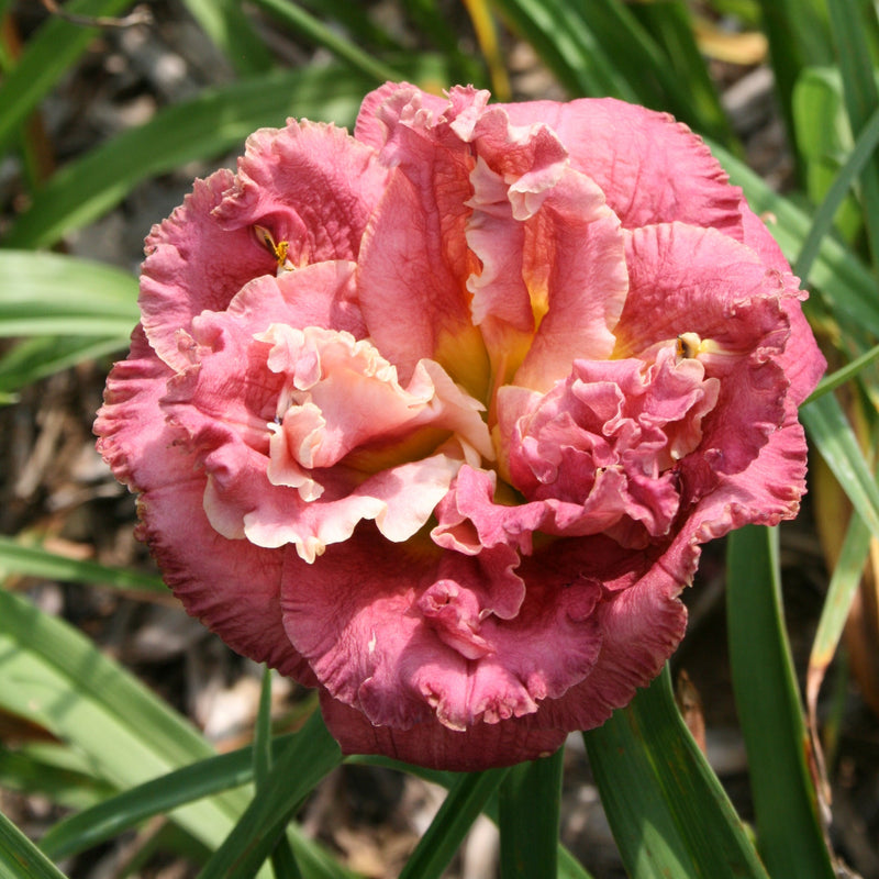 Word of Honor Daylily from Oakes Daylilies