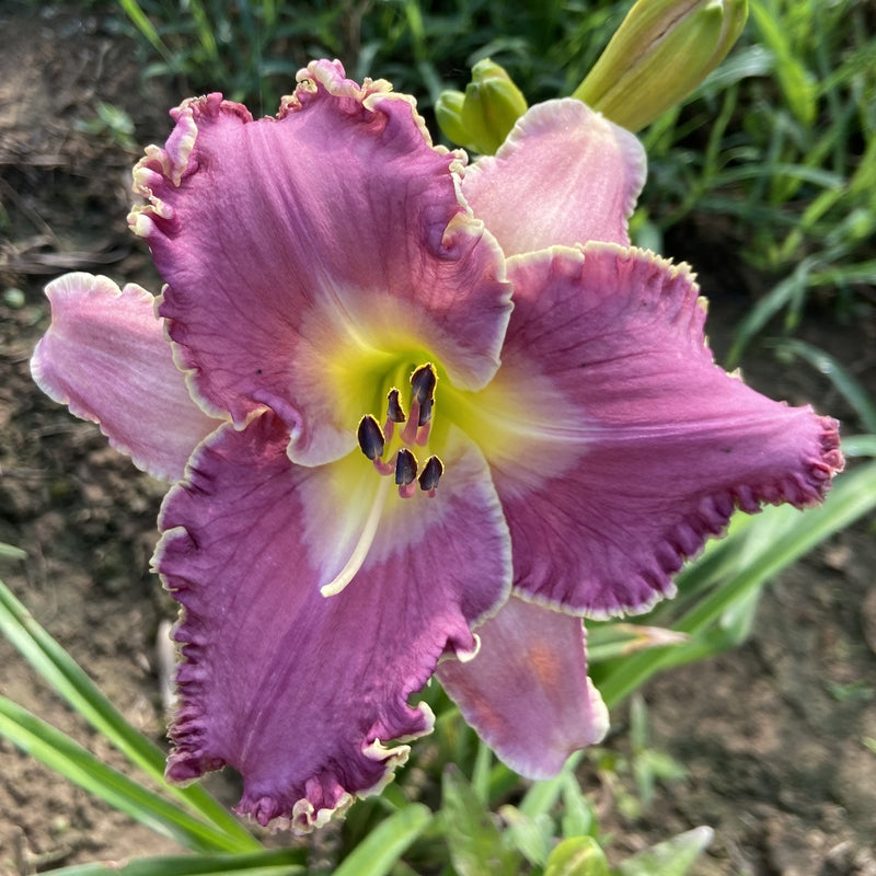 Wrestling with Angels Daylily from Oakes Daylilies