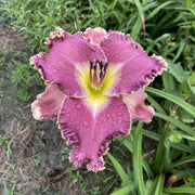 Wrestling with Angels Daylily from Oakes Daylilies