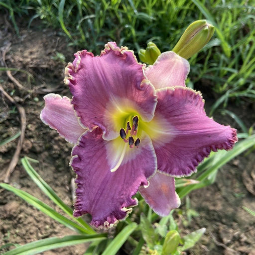 Wrestling with Angels Daylily from Oakes Daylilies