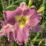 Wrestling with Angels Daylily from Oakes Daylilies