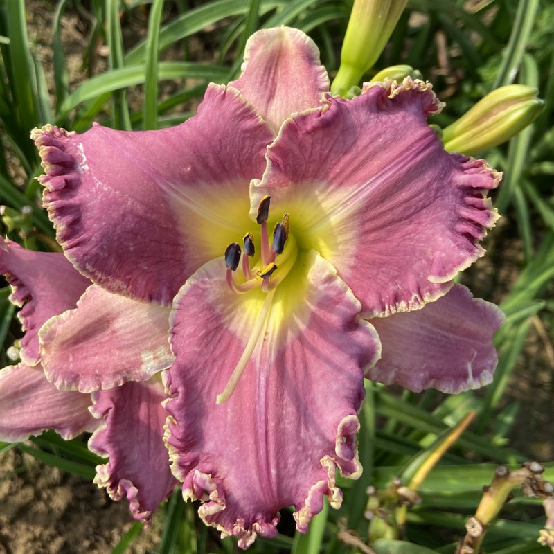Wrestling with Angels Daylily from Oakes Daylilies