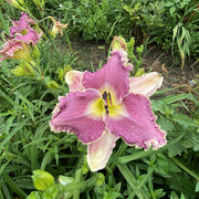 Wrestling with Angels Daylily from Oakes Daylilies