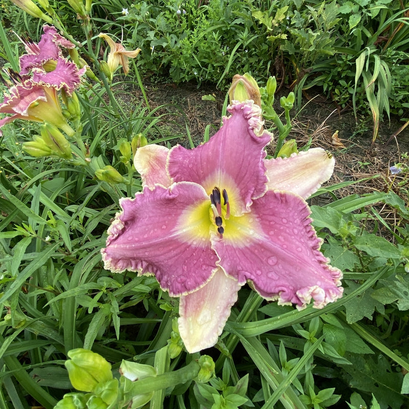 Wrestling with Angels Daylily from Oakes Daylilies