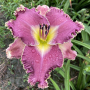 Wrestling with Angels Daylily from Oakes Daylilies