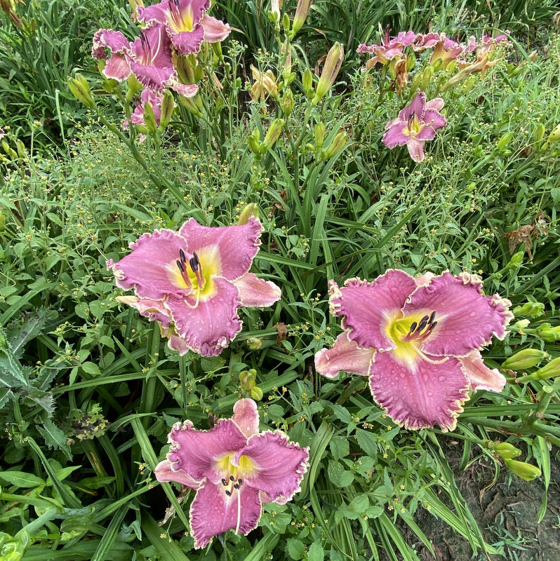 Wrestling with Angels Daylily from Oakes Daylilies