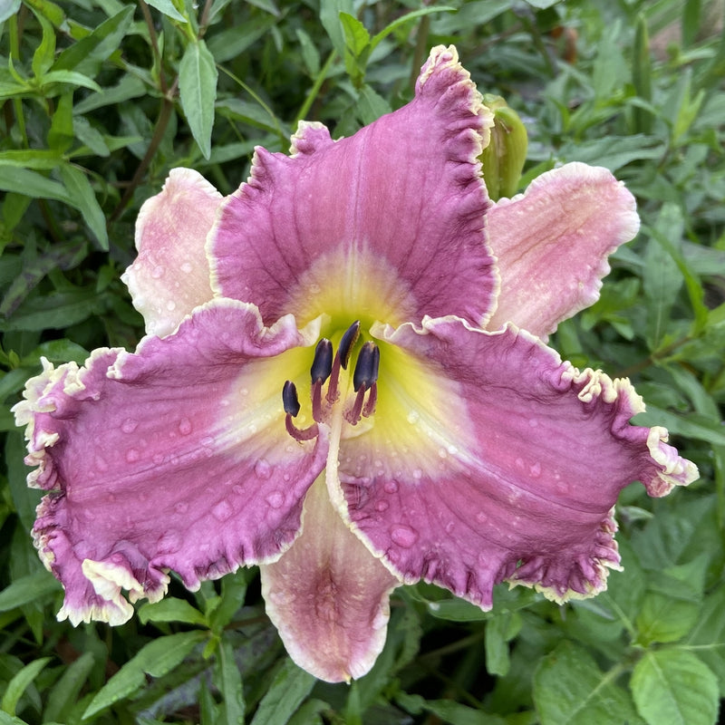 Wrestling with Angels Daylily from Oakes Daylilies