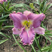 Wrestling with Angels Daylily from Oakes Daylilies