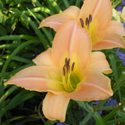 Yasmin Daylily from Oakes Daylilies
