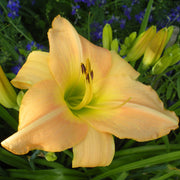 Yasmin Daylily from Oakes Daylilies