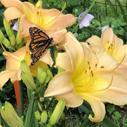Yasmin Daylily from Oakes Daylilies