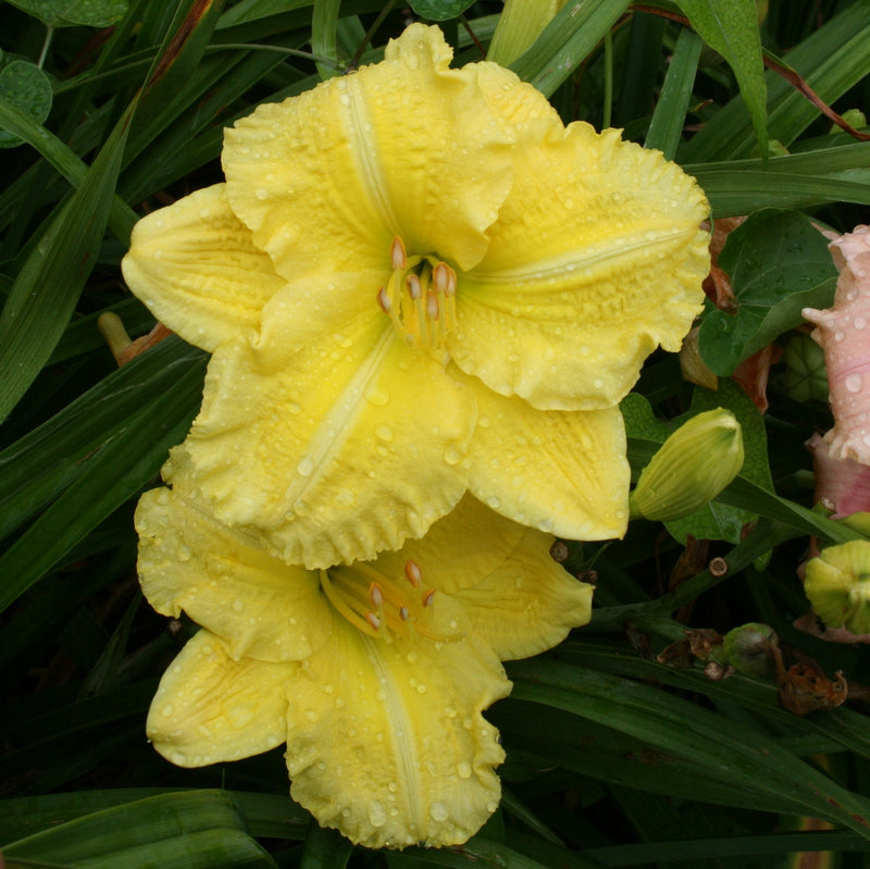 Yellow Explosion Daylily from Oakes Daylilies