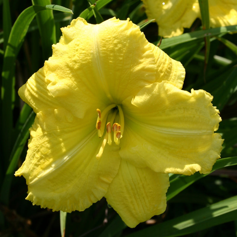 Yellow Explosion Daylily from Oakes Daylilies