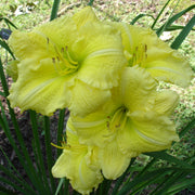 Yellow Explosion Daylily from Oakes Daylilies
