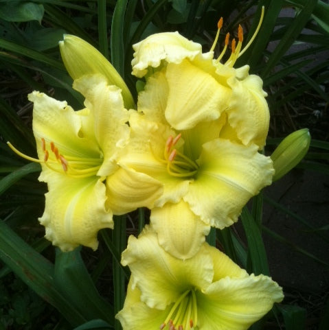 Yellow Explosion Daylily from Oakes Daylilies