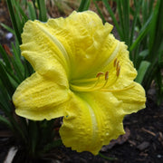 Yellow Explosion Daylily from Oakes Daylilies
