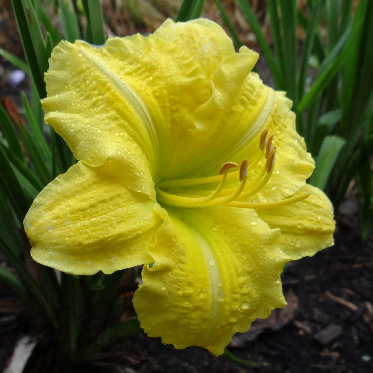 Yellow Explosion Daylily from Oakes Daylilies