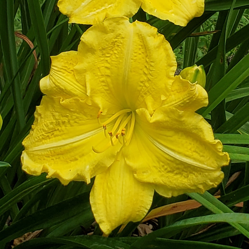 Yellow Explosion Daylily from Oakes Daylilies