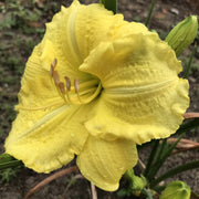 Yellow Explosion Daylily from Oakes Daylilies