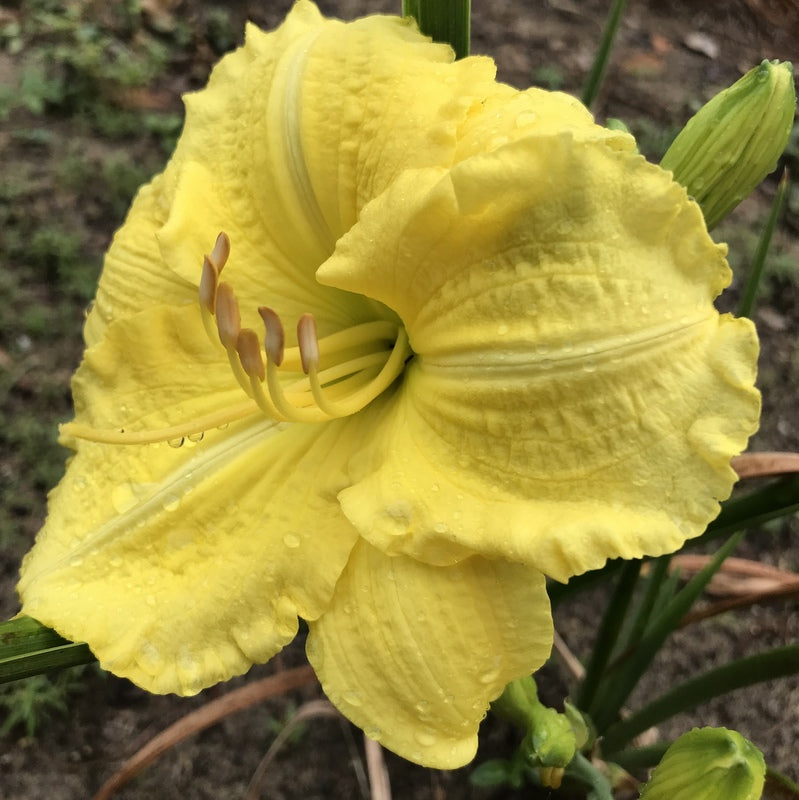 Yellow Explosion Daylily from Oakes Daylilies
