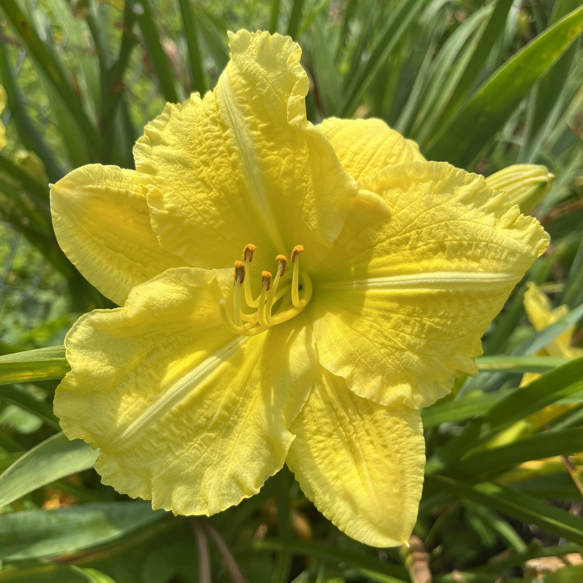 Yellow Explosion Daylily | Great Bloomer | Oakes Daylilies