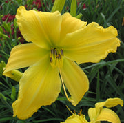 Yellow Mammoth Daylily from Oakes Daylilies