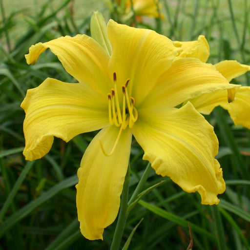 Yellow Mammoth Daylily from Oakes Daylilies