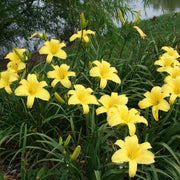 Yellow Pinwheel Daylily from Oakes Daylilies