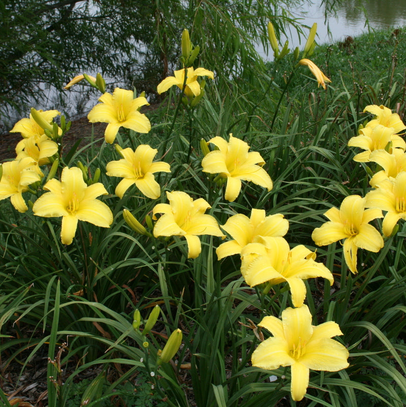 Yellow Pinwheel Daylily from Oakes Daylilies
