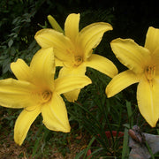 Yellow Pinwheel Daylily from Oakes Daylilies