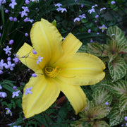Yellow Pinwheel Daylily from Oakes Daylilies
