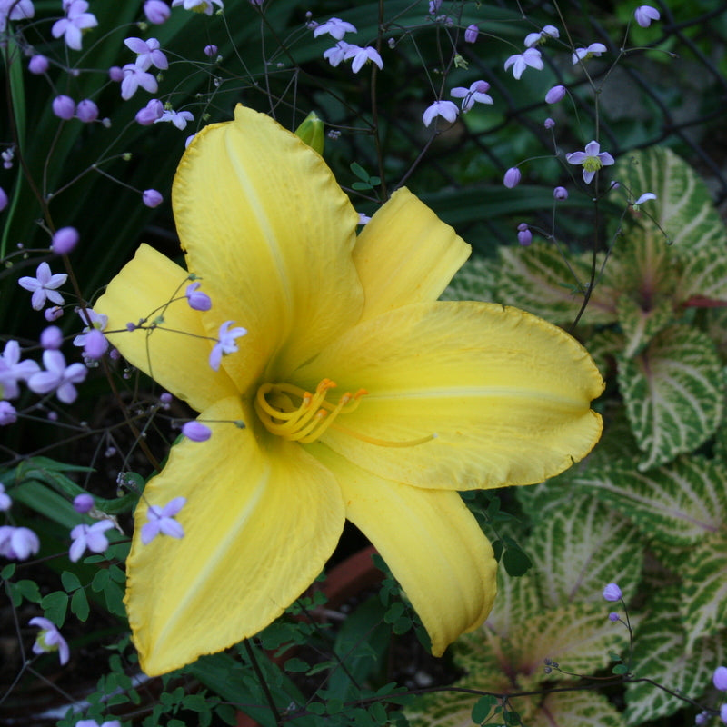 Yellow Pinwheel Daylily from Oakes Daylilies