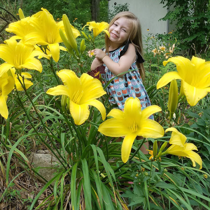 Yellow Pinwheel Daylily from Oakes Daylilies