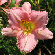 Yesterday Memories Daylily from Oakes Daylilies