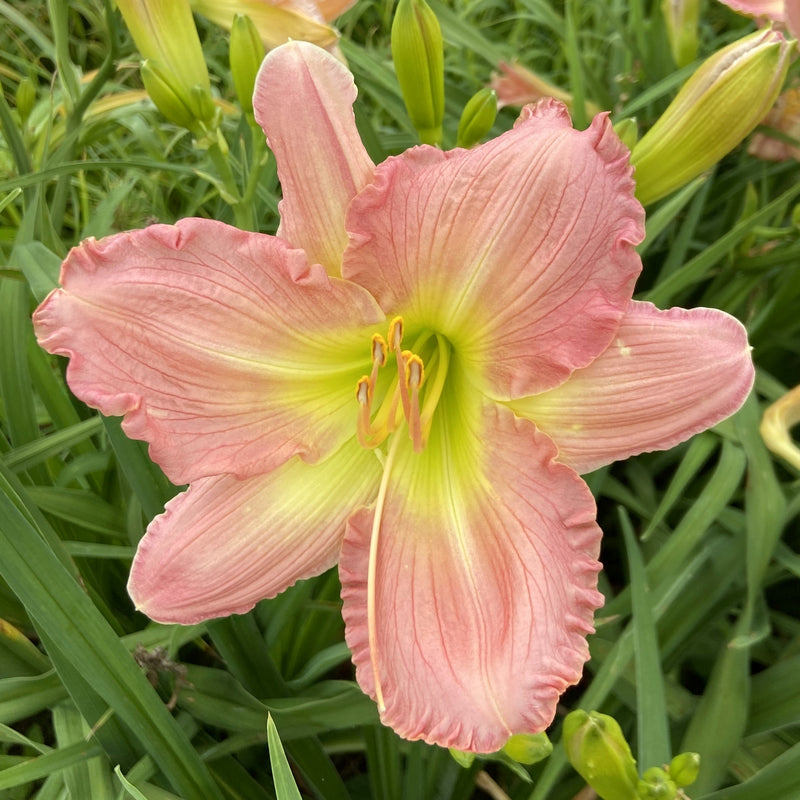 Yesterday Memories Daylily from Oakes Daylilies