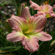 Yesterday Memories Daylily from Oakes Daylilies