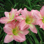 Yesterday Memories Daylily from Oakes Daylilies