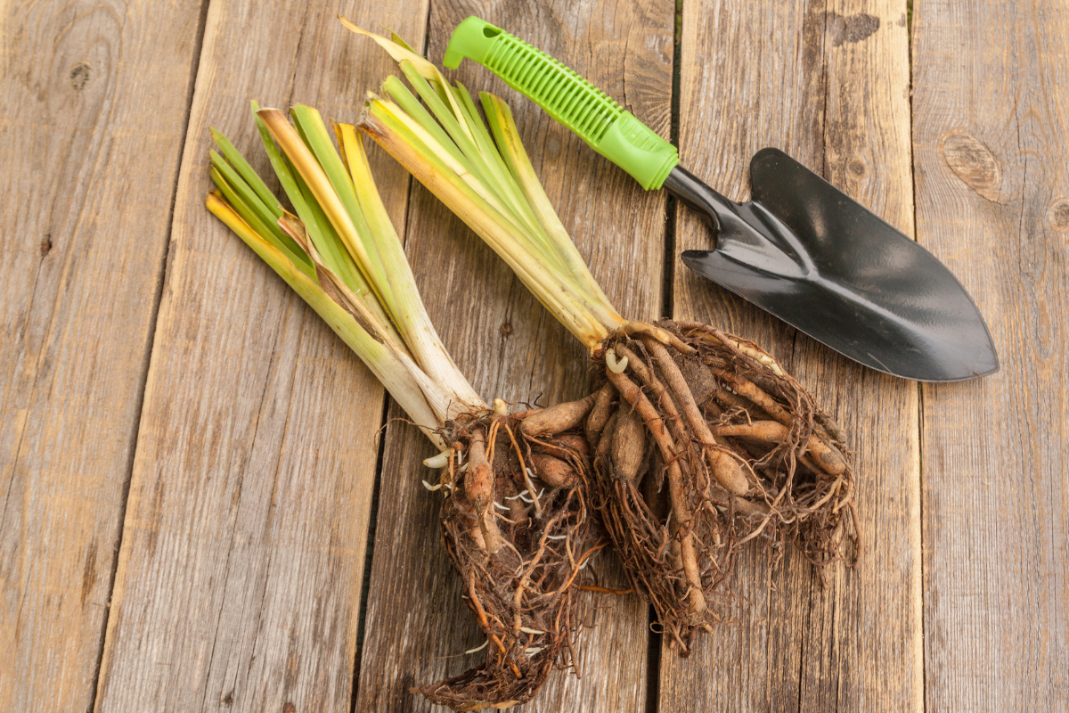 Are Daylilies Planted from Bulbs?