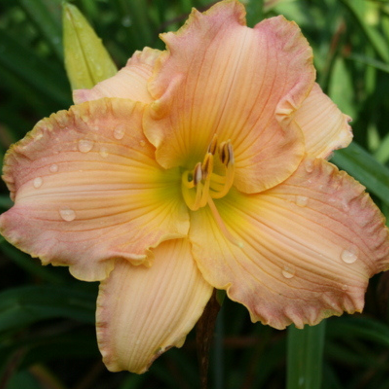 Autumn Wood daylily from Oakes Daylilies