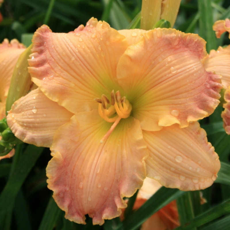 Autumn Wood daylily from Oakes Daylilies